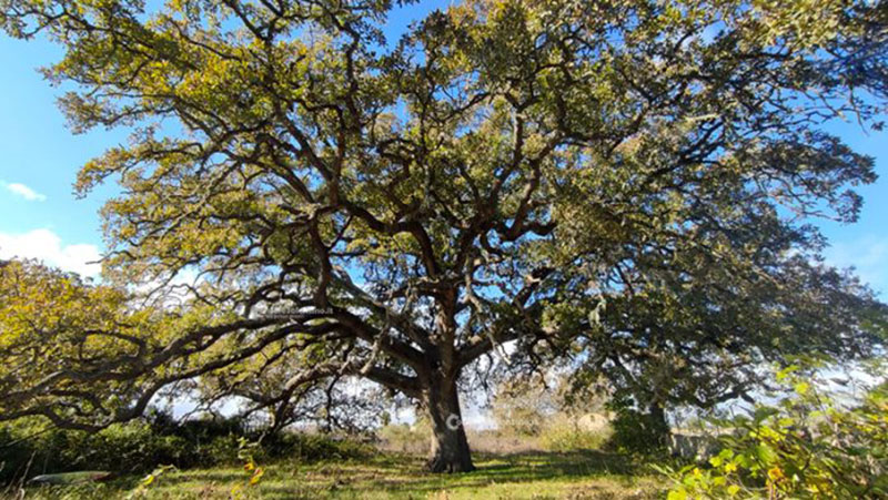 oak vallonea tricase